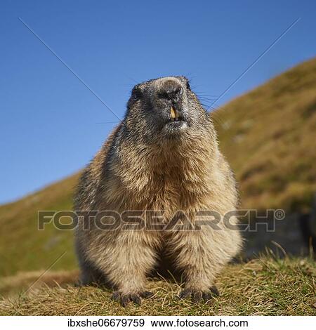 Alpine marmot (Marmota marmota), High Tauern National Park, Austria, Europe View Large Photo Image Stock Photo - Alpine marmot (Marmota marmota), High Tauern National Park, Austria, Europe. Fotosearch