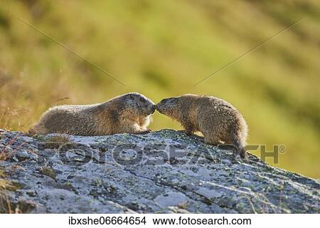 Alpine marmot (Marmota marmota), mother with juvenile, kissing, Grossglockner, High Tauern National Park, Austria, Europe View Large Photo Image Picture - Alpine marmot (Marmota marmota), mother with juvenile, kissing, Grossglockner, High Tauern National Park, Austria, Europe. Fotosearch