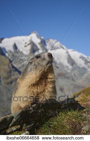 Alpine marmot (Marmota marmota), sitting on a rock, look out, Mountain backdrop, Grossglockner, High Tauern National Park, Austria, Europe View Large Photo Image Stock Photo - Alpine marmot (Marmota marmota), sitting on a rock, look out, Mountain backdrop, Grossglockner, High Tauern National Park, Austria, Europe. Fotosearch