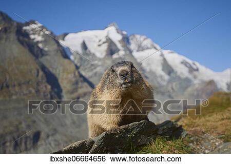 Stock Photograph - Alpine marmot (Marmota marmota), sitting on a rock, Mountain backdrop, Grossglockner, High Tauern National Park, Austria, Europe. Fotosearch