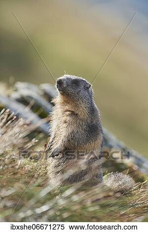 Alpine marmot (Marmota marmota) watching for danger, Grossglockner, High Tauern National Park, Austria, Europe View Large Photo Image Stock Photography - Alpine marmot (Marmota marmota) watching for danger, Grossglockner, High Tauern National Park, Austria, Europe. Fotosearch