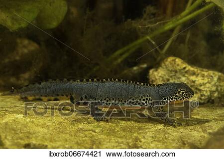 Stock Image - Alpine newt (Triturus alpestris) at the bottom of a stream, Thuringia, Germany, Europe. Fotosearch