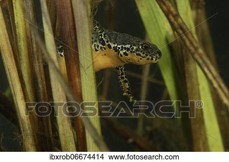 Alpine newt (Triturus alpestris) portrait female between water plants, Thuringia, Germany, Europe View Large Photo Image Picture - Alpine newt (Triturus alpestris) portrait female between water plants, Thuringia, Germany, Europe. Fotosearch