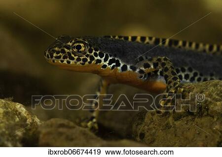 Stock Photo - Alpine newt (Triturus alpestris) portrait male, Thuringia, Germany, Europe. Fotosearch
