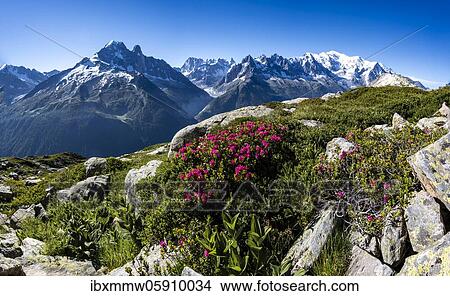 Alpine roses on a mountain slope, view of Grand Balcon North with glacier valley Mer de Glace, Aiguille Verte, Grandes Jorasses, Mont Blanc, Mont Blanc massif, Chamonix-Mont-Blanc, Haute-Savoie, France, Europe View Large Photo Image Picture - Alpine roses on a mountain slope, view of Grand Balcon North with glacier valley Mer de Glace, Aiguille Verte, Grandes Jorasses, Mont Blanc, Mont Blanc massif, Chamonix-Mont-Blanc, Haute-Savoie, France, Europe. Fotosearch