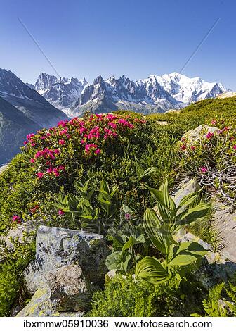 Alpine roses on a mountain slope, view of Grand Balcon North with glacier valley Mer de Glace, Grandes Jorasses, Mont Blanc massif, Chamonix-Mont-Blanc, Haute-Savoie, France, Europe View Large Photo Image Stock Photograph - Alpine roses on a mountain slope, view of Grand Balcon North with glacier valley Mer de Glace, Grandes Jorasses, Mont Blanc massif, Chamonix-Mont-Blanc, Haute-Savoie, France, Europe. Fotosearch