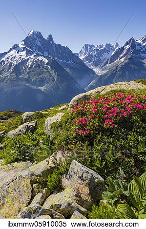 Alpine roses on a mountain slope, view of Grand Balcon North with glacier valley Mer de Glace, Aiguille Verte, Grandes Jorasses, Mont Blanc massif, Chamonix-Mont-Blanc, Haute-Savoie, France, Europe View Large Photo Image Stock Photography - Alpine roses on a mountain slope, view of Grand Balcon North with glacier valley Mer de Glace, Aiguille Verte, Grandes Jorasses, Mont Blanc massif, Chamonix-Mont-Blanc, Haute-Savoie, France, Europe. Fotosearch
