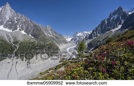Alpine roses on the mountainside, glacier tongue Mer de Glace, behind Grandes Jorasses, Mont Blanc area, Chamonix, France, Europe View Large Photo Image Stock Image - Alpine roses on the mountainside, glacier tongue Mer de Glace, behind Grandes Jorasses, Mont Blanc area, Chamonix, France, Europe. Fotosearch