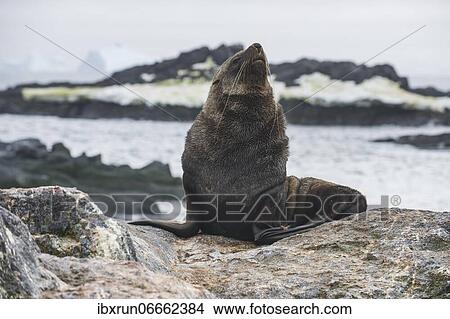 Antarctic fur seal (Arctocephalus gazella), Gourdin island, Antarctica View Large Photo Image Picture - Antarctic fur seal (Arctocephalus gazella), Gourdin island, Antarctica. Fotosearch