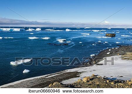 Stock Photograph - Antarctic fur seal (Arctocephalus gazella), Brown Bluff, Tabarin Peninsula, Antarctica. Fotosearch