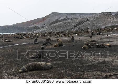 Antarctic fur seals (Arctocephalus gazella) and a huge Chinstrap Penguin colony (Pygoscelis antarctica) on a black volcanic beach, Saunders island, South Sandwich islands, Antarctica View Large Photo Image Stock Image - Antarctic fur seals (Arctocephalus gazella) and a huge Chinstrap Penguin colony (Pygoscelis antarctica) on a black volcanic beach, Saunders island, South Sandwich islands, Antarctica. Fotosearch