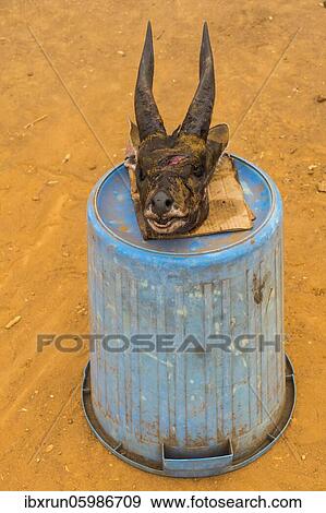 Antelope head for sale, Malanje province, Angola, Africa View Large Photo Image Stock Photo - Antelope head for sale, Malanje province, Angola, Africa. Fotosearch