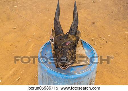 Stock Photography - Antelope head for sale, Malanje province, Angola, Africa. Fotosearch