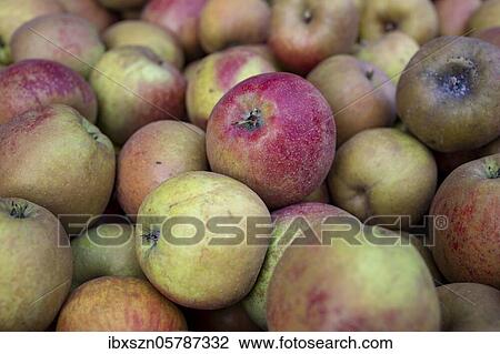 Apples, Thurgau, Switzerland, Europe View Large Photo Image Stock Image - Apples, Thurgau, Switzerland, Europe. Fotosearch