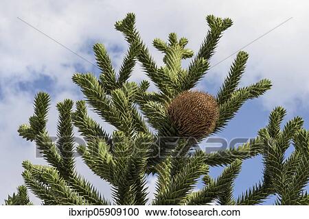 Araucarian (Araucarianceae), female cone, Germany, Europe View Large Photo Image Stock Image - Araucarian (Araucarianceae), female cone, Germany, Europe. Fotosearch