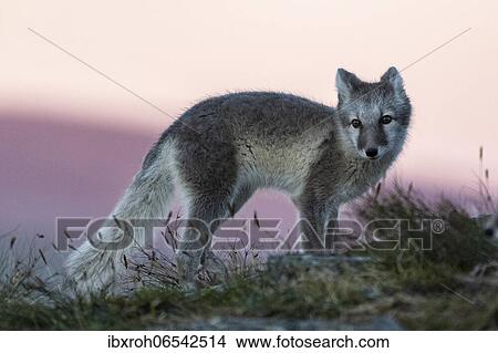 Arctic fox (Vulpes lagopus) in the evening, Dovrefjell-Sunndalsfjella National Park, Norway, Europe View Large Photo Image Picture - Arctic fox (Vulpes lagopus) in the evening, Dovrefjell-Sunndalsfjella National Park, Norway, Europe. Fotosearch