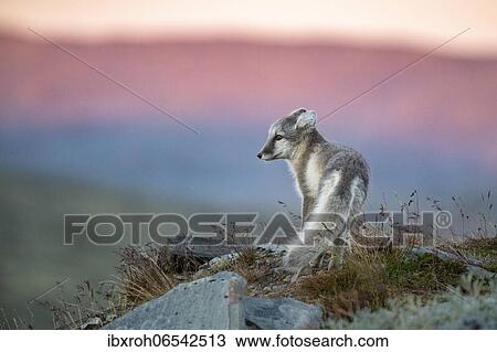 Stock Image - Arctic fox (Vulpes lagopus) in the evening, Dovrefjell-Sunndalsfjella National Park, Norway, Europe. Fotosearch