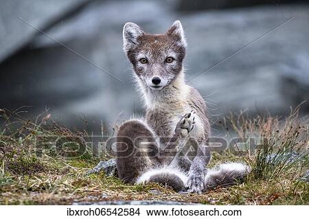 Arctic fox (Vulpes lagopus), Dovrefjell-Sunndalsfjella National Park, Norway, Europe View Large Photo Image Picture - Arctic fox (Vulpes lagopus), Dovrefjell-Sunndalsfjella National Park, Norway, Europe. Fotosearch