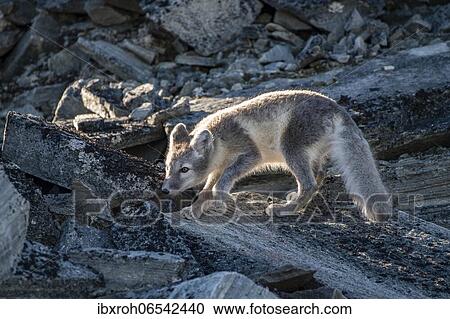 Arctic fox (Vulpes lagopus), Dovrefjell-Sunndalsfjella National Park, Norway, Europe View Large Photo Image Stock Image - Arctic fox (Vulpes lagopus), Dovrefjell-Sunndalsfjella National Park, Norway, Europe. Fotosearch