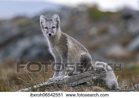 Arctic fox (Vulpes lagopus), Dovrefjell-Sunndalsfjella National Park, Norway, Europe View Large Photo Image Stock Image - Arctic fox (Vulpes lagopus), Dovrefjell-Sunndalsfjella National Park, Norway, Europe. Fotosearch