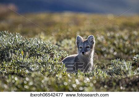 Arctic fox (Vulpes lagopus), Dovrefjell-Sunndalsfjella National Park, Norway, Europe View Large Photo Image Stock Photo - Arctic fox (Vulpes lagopus), Dovrefjell-Sunndalsfjella National Park, Norway, Europe. Fotosearch
