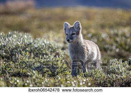 Arctic fox (Vulpes lagopus), Dovrefjell-Sunndalsfjella National Park, Norway, Europe View Large Photo Image Stock Photo - Arctic fox (Vulpes lagopus), Dovrefjell-Sunndalsfjella National Park, Norway, Europe. Fotosearch