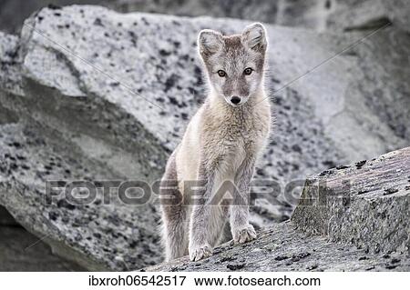Arctic fox (Vulpes lagopus), Dovrefjell-Sunndalsfjella National Park, Norway, Europe View Large Photo Image Stock Photo - Arctic fox (Vulpes lagopus), Dovrefjell-Sunndalsfjella National Park, Norway, Europe. Fotosearch