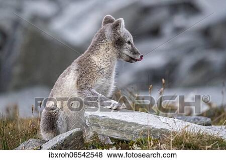 Stock Photo - Arctic fox (Vulpes lagopus), Dovrefjell-Sunndalsfjella National Park, Norway, Europe. Fotosearch