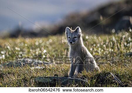 Arctic fox (Vulpes lagopus), Dovrefjell-Sunndalsfjella National Park, Norway, Europe View Large Photo Image Stock Photograph - Arctic fox (Vulpes lagopus), Dovrefjell-Sunndalsfjella National Park, Norway, Europe. Fotosearch