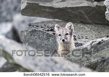 Arctic fox (Vulpes lagopus), Dovrefjell-Sunndalsfjella National Park, Norway, Europe View Large Photo Image Stock Photograph - Arctic fox (Vulpes lagopus), Dovrefjell-Sunndalsfjella National Park, Norway, Europe. Fotosearch