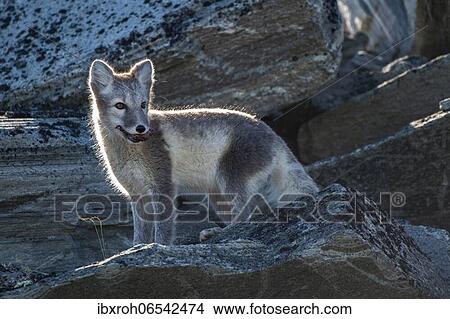 Arctic fox (Vulpes lagopus) with meat in its mouth, Dovrefjell-Sunndalsfjella National Park, Norway, Europe View Large Photo Image Picture - Arctic fox (Vulpes lagopus) with meat in its mouth, Dovrefjell-Sunndalsfjella National Park, Norway, Europe. Fotosearch
