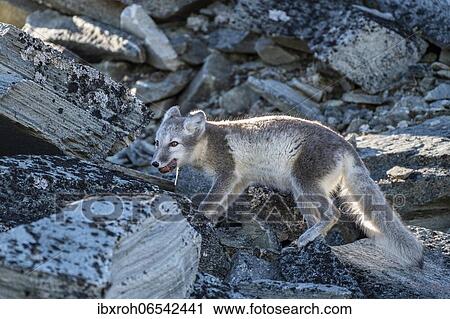 Arctic fox (Vulpes lagopus) with meat in its mouth, Dovrefjell-Sunndalsfjella National Park, Norway, Europe View Large Photo Image Stock Image - Arctic fox (Vulpes lagopus) with meat in its mouth, Dovrefjell-Sunndalsfjella National Park, Norway, Europe. Fotosearch