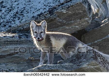 Arctic fox (Vulpes lagopus) with meat in its mouth, Dovrefjell-Sunndalsfjella National Park, Norway, Europe View Large Photo Image Stock Image - Arctic fox (Vulpes lagopus) with meat in its mouth, Dovrefjell-Sunndalsfjella National Park, Norway, Europe. Fotosearch