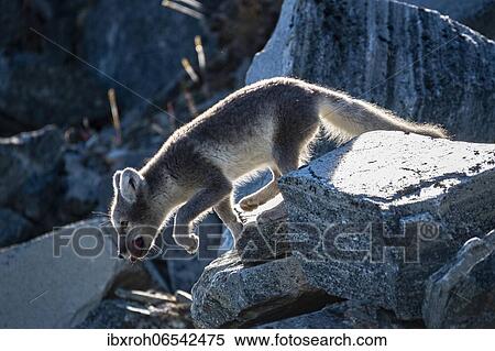 Arctic fox (Vulpes lagopus) with meat in its mouth, Dovrefjell-Sunndalsfjella National Park, Norway, Europe View Large Photo Image Stock Photography - Arctic fox (Vulpes lagopus) with meat in its mouth, Dovrefjell-Sunndalsfjella National Park, Norway, Europe. Fotosearch
