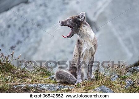 Arctic fox (Vulpes lagopus) yawning, Dovrefjell-Sunndalsfjella National Park, Norway, Europe View Large Photo Image Stock Image - Arctic fox (Vulpes lagopus) yawning, Dovrefjell-Sunndalsfjella National Park, Norway, Europe. Fotosearch