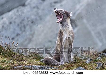 Arctic fox (Vulpes lagopus) yawning, Dovrefjell-Sunndalsfjella National Park, Norway, Europe View Large Photo Image Stock Image - Arctic fox (Vulpes lagopus) yawning, Dovrefjell-Sunndalsfjella National Park, Norway, Europe. Fotosearch