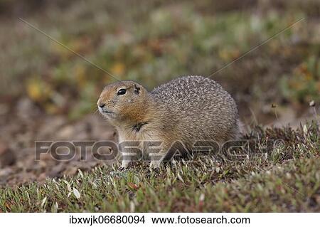 Arctic ground squirrel (Urocitellus parryii) in the tundra, Denali National Park, Alaska, USA, North America View Large Photo Image Picture - Arctic ground squirrel (Urocitellus parryii) in the tundra, Denali National Park, Alaska, USA, North America. Fotosearch