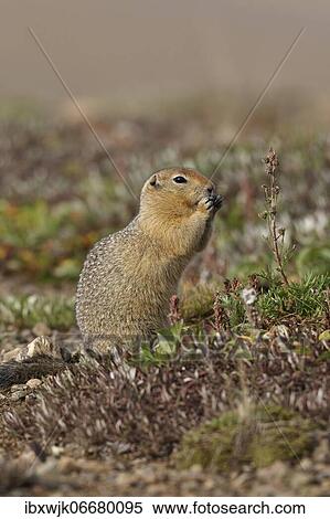 Arctic ground squirrel (Urocitellus parryii), erect, eats plant seeds, Denali National Park, Alaska, USA, North America View Large Photo Image Stock Photography - Arctic ground squirrel (Urocitellus parryii), erect, eats plant seeds, Denali National Park, Alaska, USA, North America. Fotosearch