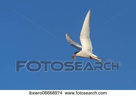 Picture - Arctic tern (Sterna paradisaea) in flight, with prey, Eidersperrwerk, Tönning, Schleswig-Holstein, Germany, Europe. Fotosearch