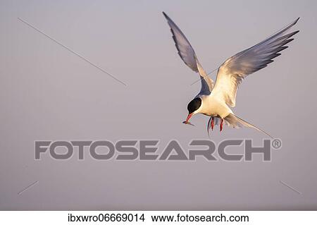Picture - Arctic tern (Sterna paradisaea) in flight, with prey, Eidersperrwerk, Tönning, Schleswig-Holstein, Germany, Europe. Fotosearch