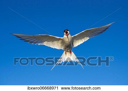 Arctic tern (Sterna paradisaea) in flight, calling, Eidersperrwerk, Tönning, Schleswig-Holstein, Germany, Europe View Large Photo Image Stock Image - Arctic tern (Sterna paradisaea) in flight, calling, Eidersperrwerk, Tönning, Schleswig-Holstein, Germany, Europe. Fotosearch