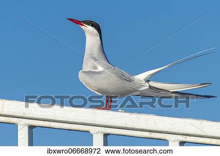 Arctic tern (Sterna paradisaea) in flight, sitting, Eidersperrwerk, Tönning, Schleswig-Holstein, Germany, Europe View Large Photo Image Stock Image - Arctic tern (Sterna paradisaea) in flight, sitting, Eidersperrwerk, Tönning, Schleswig-Holstein, Germany, Europe. Fotosearch