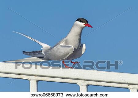 Stock Image - Arctic tern (Sterna paradisaea) in flight, sitting, Eidersperrwerk, Tönning, Schleswig-Holstein, Germany, Europe. Fotosearch