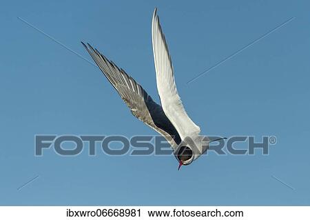 Arctic tern (Sterna paradisaea) in flight, Eidersperrwerk, Tönning, Schleswig-Holstein, Germany, Europe View Large Photo Image Stock Image - Arctic tern (Sterna paradisaea) in flight, Eidersperrwerk, Tönning, Schleswig-Holstein, Germany, Europe. Fotosearch
