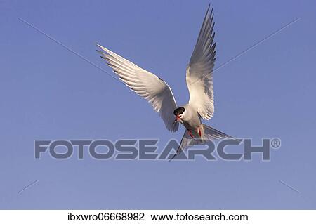 Arctic tern (Sterna paradisaea) in flight, with prey, Eidersperrwerk, Tönning, Schleswig-Holstein, Germany, Europe View Large Photo Image Stock Image - Arctic tern (Sterna paradisaea) in flight, with prey, Eidersperrwerk, Tönning, Schleswig-Holstein, Germany, Europe. Fotosearch