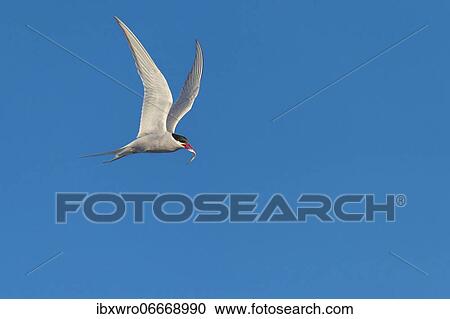 Arctic tern (Sterna paradisaea) in flight, with prey, Eidersperrwerk, Tönning, Schleswig-Holstein, Germany, Europe View Large Photo Image Stock Image - Arctic tern (Sterna paradisaea) in flight, with prey, Eidersperrwerk, Tönning, Schleswig-Holstein, Germany, Europe. Fotosearch