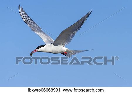 Stock Image - Arctic tern (Sterna paradisaea) in flight, with prey, Eidersperrwerk, Tönning, Schleswig-Holstein, Germany, Europe. Fotosearch