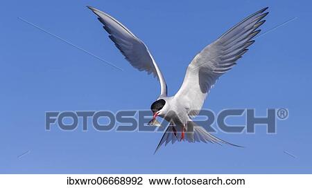 Arctic tern (Sterna paradisaea) in flight, with prey, Eidersperrwerk, Tönning, Schleswig-Holstein, Germany, Europe View Large Photo Image Stock Image - Arctic tern (Sterna paradisaea) in flight, with prey, Eidersperrwerk, Tönning, Schleswig-Holstein, Germany, Europe. Fotosearch