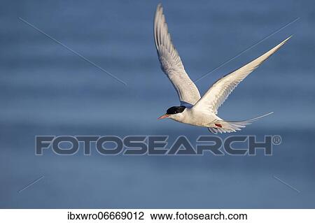 Arctic tern (Sterna paradisaea) in flight, Eidersperrwerk, Tönning, Schleswig-Holstein, Germany, Europe View Large Photo Image Stock Image - Arctic tern (Sterna paradisaea) in flight, Eidersperrwerk, Tönning, Schleswig-Holstein, Germany, Europe. Fotosearch