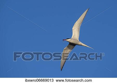 Arctic tern (Sterna paradisaea) in flight, with prey, Eidersperrwerk, Tönning, Schleswig-Holstein, Germany, Europe View Large Photo Image Stock Image - Arctic tern (Sterna paradisaea) in flight, with prey, Eidersperrwerk, Tönning, Schleswig-Holstein, Germany, Europe. Fotosearch